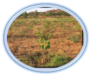 Image of Green India